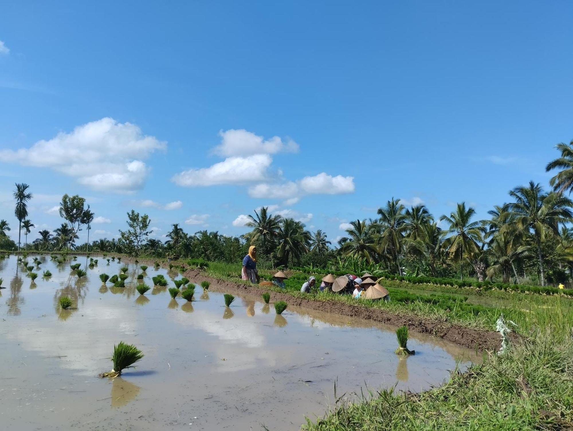 Rice Field Inn - Lombok Tetebatu Exterior photo