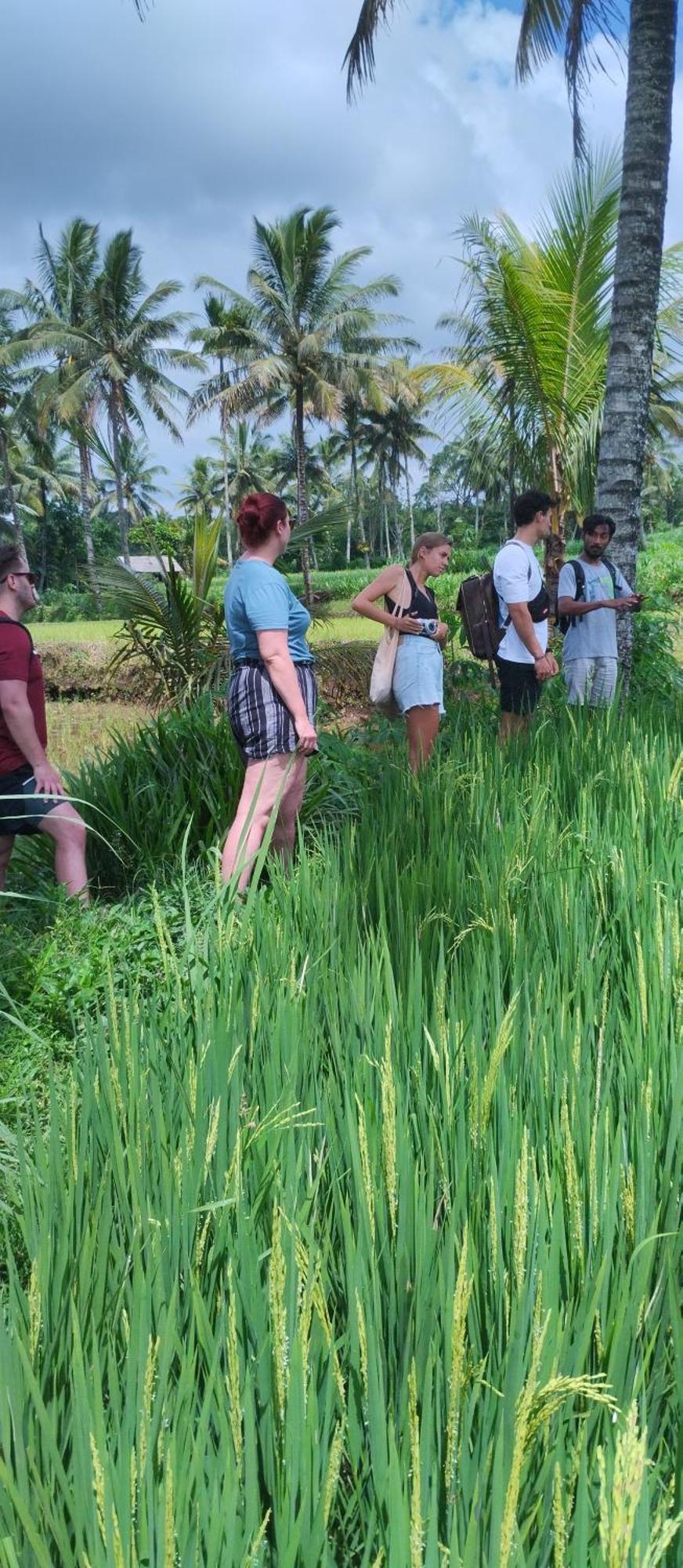 Rice Field Inn - Lombok Tetebatu Exterior photo