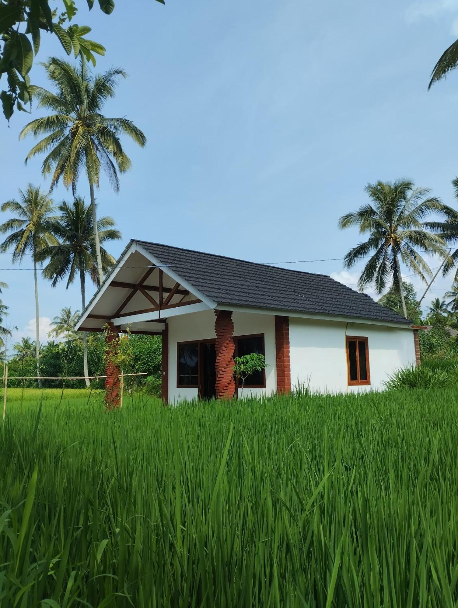 Rice Field Inn - Lombok Tetebatu Room photo